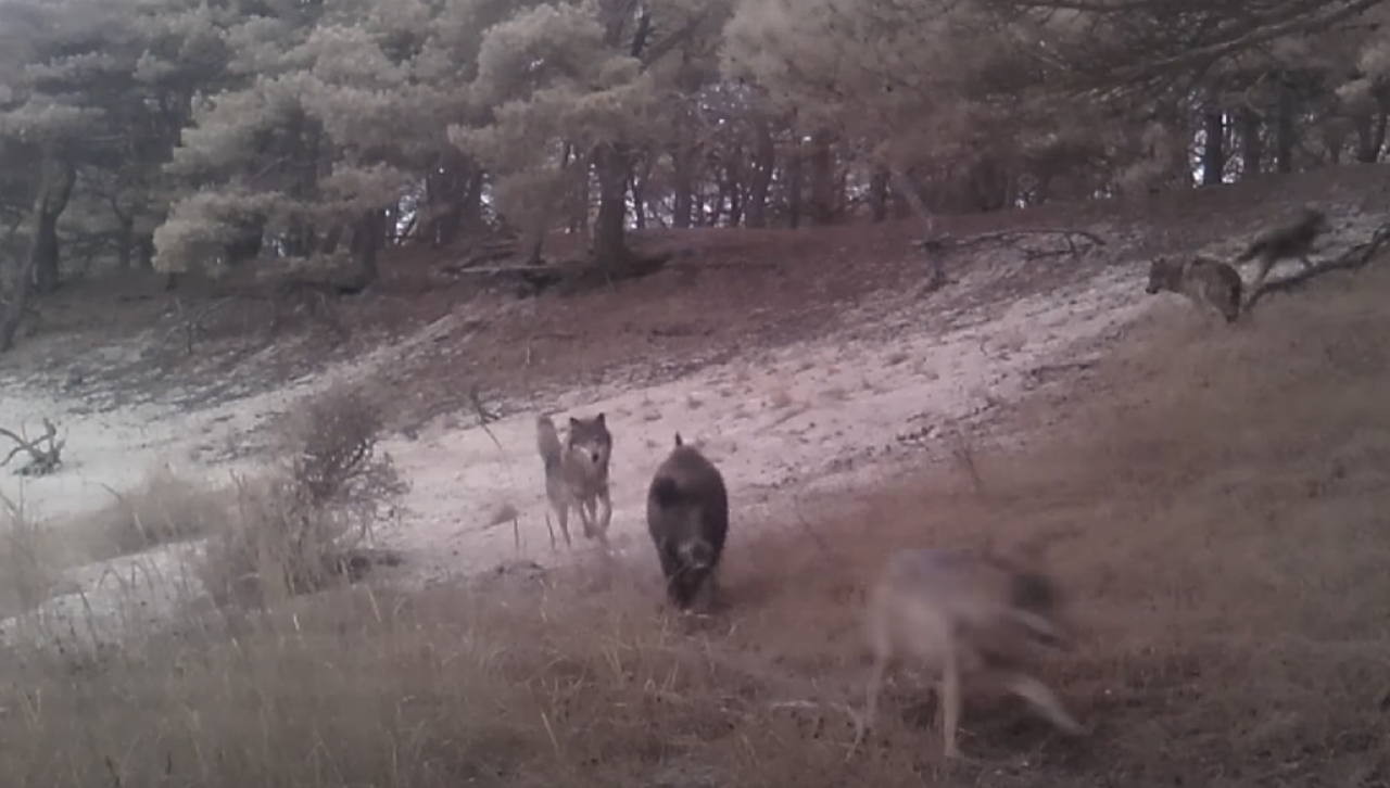 Wataha wilków kontra dzik Kto wygrał starcie WIDEO