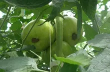 Typowe objawy suchej zgnilizny wierzchołków owoców pomidorów