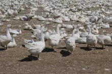 471905