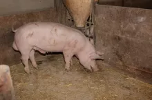 471736