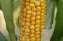 939454