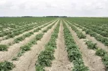 248421
