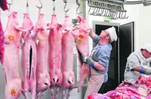 Carcasses in refrigerated room
