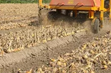 Dwufazowy zbiór cebuli - całkowicie zeschnięty szczypior