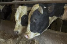 469344