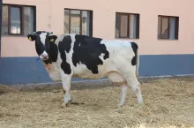 247575