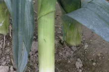 468474