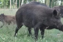 467684