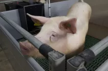 467382