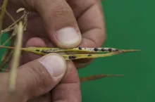 467461
