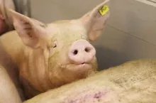 467411