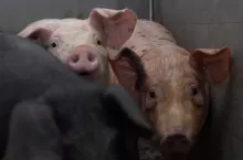 467385