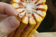 467204