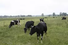 467074