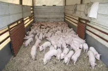 466725
