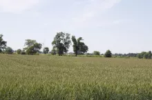 466250
