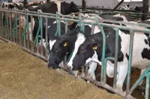 466030