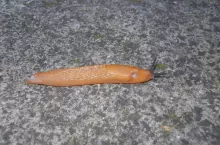 465592