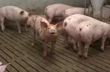465497