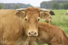 464320