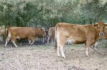 246252