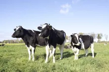 463573