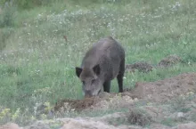 463477