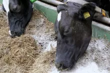 463359