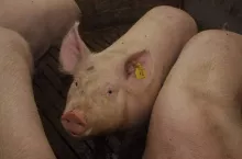 463329