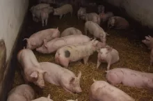 463268