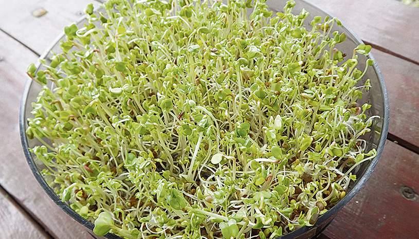 Nie cztery, a dziesięć pór roku. Przyroda sama podpowiada, kiedy siać i ciąć