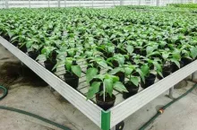 Papryka na starcie - produkcji rozsady papryki