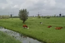 462781