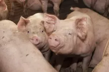 462635