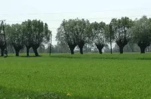 481563