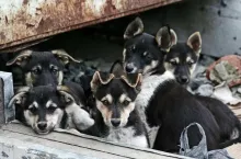 Twelve eyes of the homeless puppies looking in an objective of a camera.