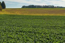 Germination of rapeseed in autumn.