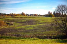 field with young plants in autumn