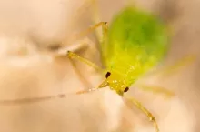 Extreme magnification - Green aphids on a plant