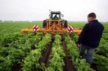 cultivating the soil between the row to control weeds

fotografie MMS Hans Prinsen