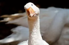 white goose,as he looks toward the lens