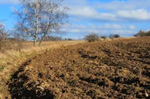 Tree,plow and blue sky