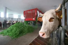 a cow in their barn. Representative photo of Agriculture and Animal Husbandry