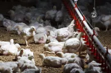chicken farm with feed for meat