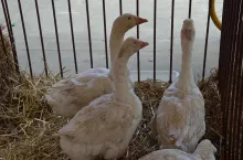 Drób - grypa ptaków