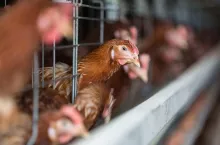 Brown chicken on a modern poultry factory