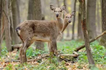 Beautiful young red deer in forest