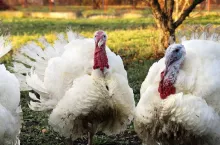 close-up white male turkey on grass