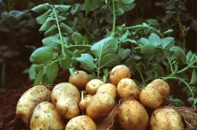 Die Europäische Kommission hat Amflora, die gentechnisch optimierte Stärkekartoffel der BASF, für die kommerzielle Nutzung in Europa genehmigt. Damit kann die Kartoffel für die Erzeugung industrieller Stärke eingesetzt werden.

Amflora, BASF‘s genetically optimized starch potato, has been approved by the European Commission for commercial application in Europe. The potato can now be used for the production of industrial starch.