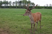 483232